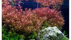 Rotala rotundifolia (Rotala indicia)