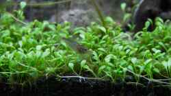 Caridina multidentata - Armanogarnele