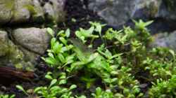Caridina multidentata - Armanogarnele
