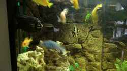 Besatz im Aquarium Becken 27926