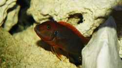 Labidochromis hongi red top