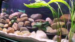 Aquarium Becken 2798