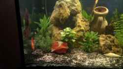 Aquarium nummer 1