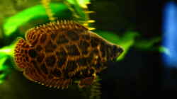 Besatz im Aquarium Leopard Buschfisch Becken