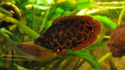 Besatz im Aquarium Leopard Buschfisch Becken