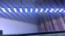 Coral LED 3300 mit Mondlichtschaltung