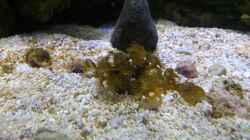 Pflanzen im Aquarium Becken 28039