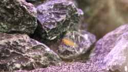 Baby Ps.saulosi