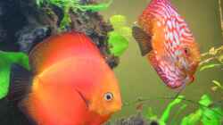 Besatz im Aquarium Diskusbecken aufgelöst