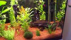 Aquarium Becken 2818