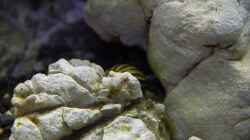 Geweihschnecke (bunt) Clithon sp.