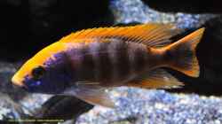 Besatz im Aquarium Malawi