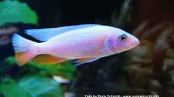 Besatz im Aquarium Malawi