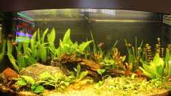 Aquarium Salmlerbecken