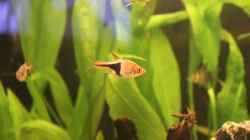 Besatz im Aquarium Salmlerbecken