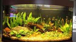 Aquarium Salmlerbecken