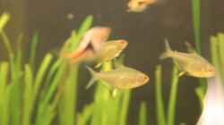 Besatz im Aquarium Salmlerbecken