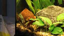 Dekoration im Aquarium Salmlerbecken
