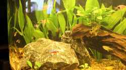 Aquarium Salmlerbecken