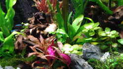 Dekoration im Aquarium amazonas südamerika live