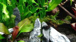 Dekoration im Aquarium amazonas südamerika live