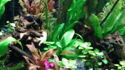 Pflanzen im Aquarium amazonas südamerika live