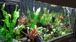 Aquarium amazonas südamerika live