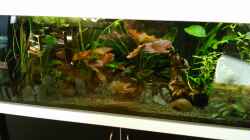 Aquarium amazonas südamerika live