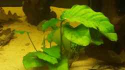 Anubias barteri var. nana 2