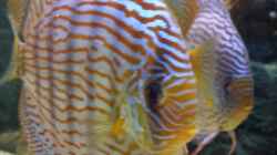 Besatz im Aquarium Diskusbecken (Nur noch Beispiel)