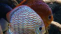 Besatz im Aquarium Diskusbecken (Nur noch Beispiel)