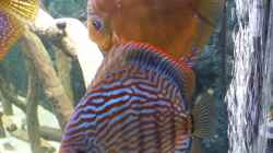 Besatz im Aquarium Diskusbecken (Nur noch Beispiel)