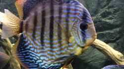 Besatz im Aquarium Diskusbecken (Nur noch Beispiel)