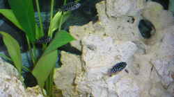 Pflanzen im Aquarium Becken 2872