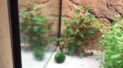 Rubinrote Ludwigie / Ludwigia repens RUBIN