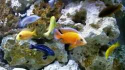 Technik im Aquarium Becken 2878