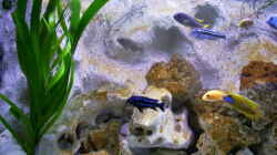 Pflanzen im Aquarium Becken 2878