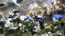 Dekoration im Aquarium Becken 2878