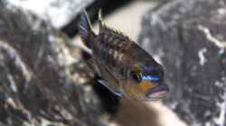 Petrotilapia sp. ´Chitande´ Yellow Chin, Chewere