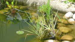 Pflanzen im Teich Teich