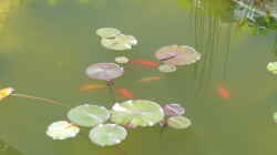Pflanzen im Teich Teich