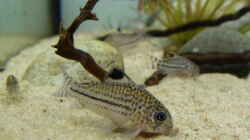 Corydoras Julii