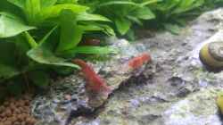 Besatz im Aquarium Nano Eigenbau