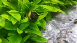 Besatz im Aquarium Nano Eigenbau