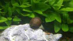 Besatz im Aquarium Nano Eigenbau