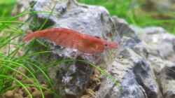 Besatz im Aquarium Nano Eigenbau