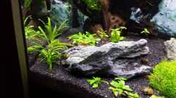 Dekoration im Aquarium Nano Eigenbau