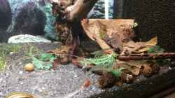 Dekoration im Aquarium Nano Eigenbau