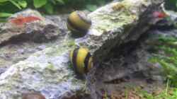 Besatz im Aquarium Nano Eigenbau