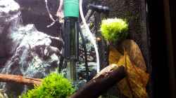 Dekoration im Aquarium Nano Eigenbau